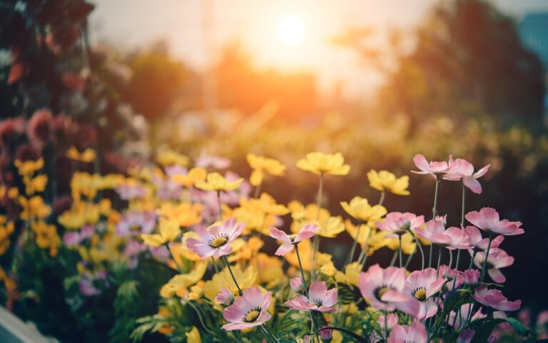 The Benefits of Raised Bed Gardening