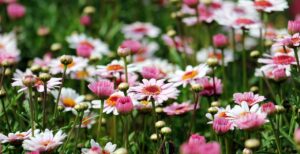 Starting a Flower Garden: Tips for Beginners