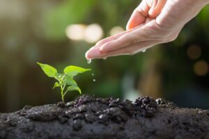 Growing Herbs Indoors: A Beginner’s Guide