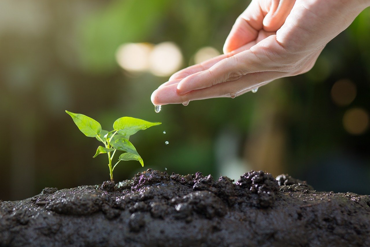 Growing Herbs Indoors: A Beginner’s Guide